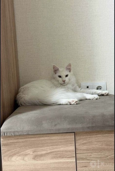Чистокровный белоснежный Мейн-кун с документами! (Maine Coon)