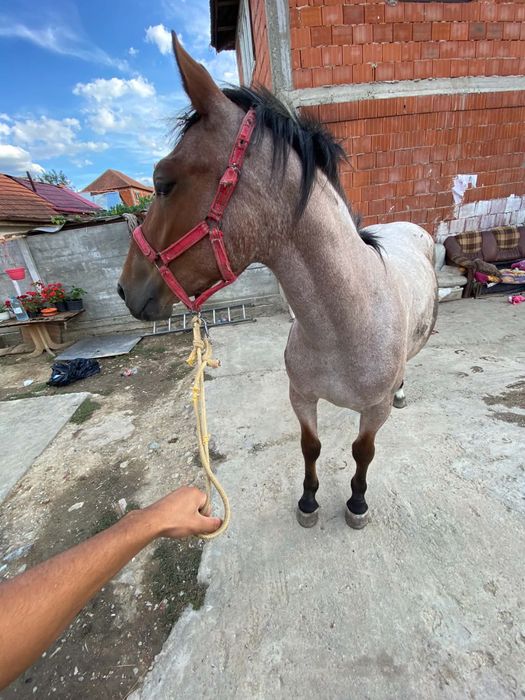 Mânza tanaraaaaa