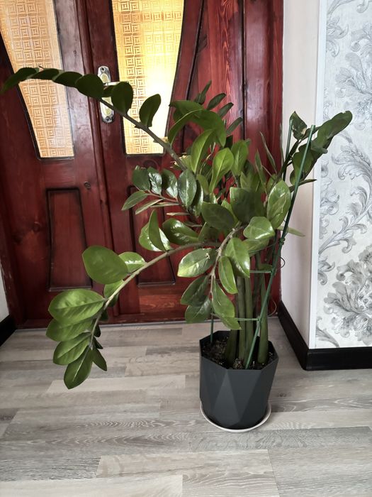 Доллар гулдер сатылады