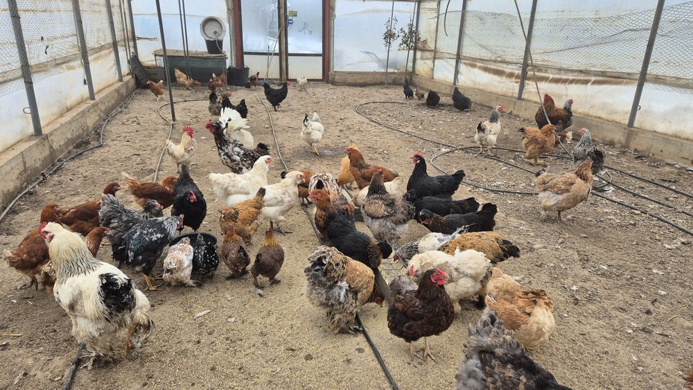 Oua de incubat de la aceste găini