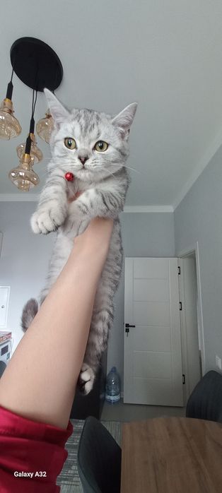 Британские серебристая шиншила.