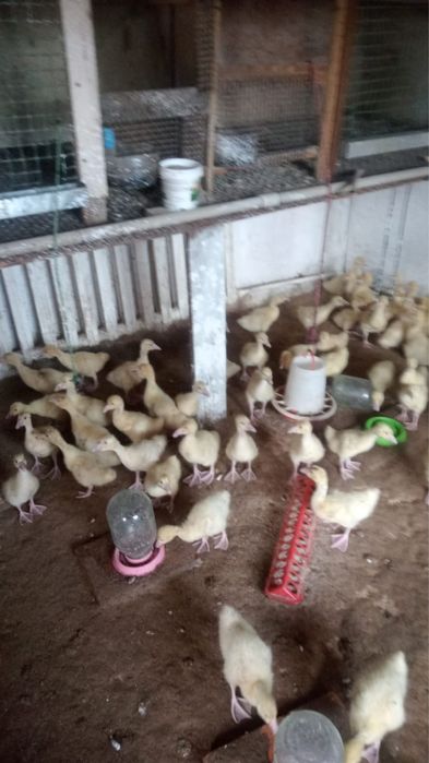 Гусята 2900 Линда 14 дней