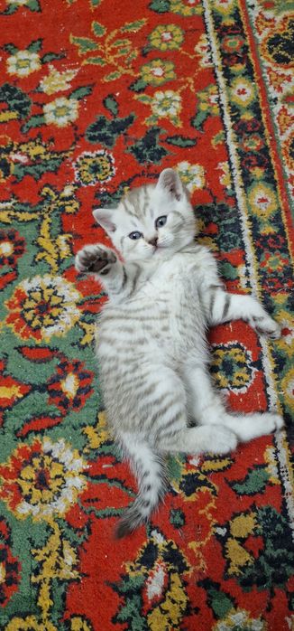 Продаётся котёнок, британская короткошерстная