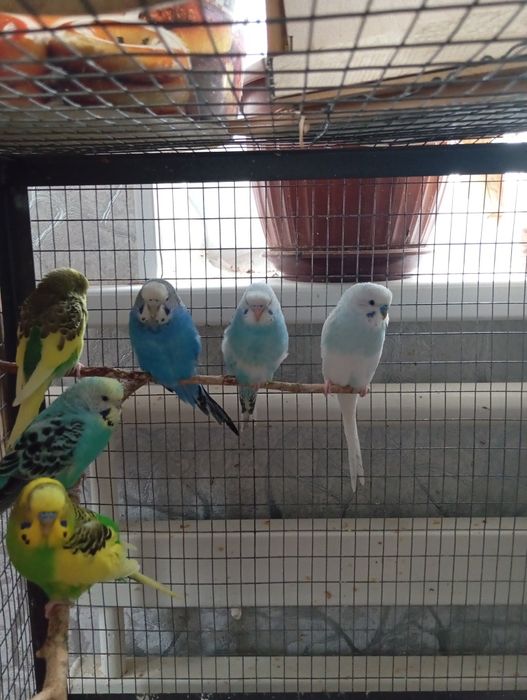 Продаются кареллы