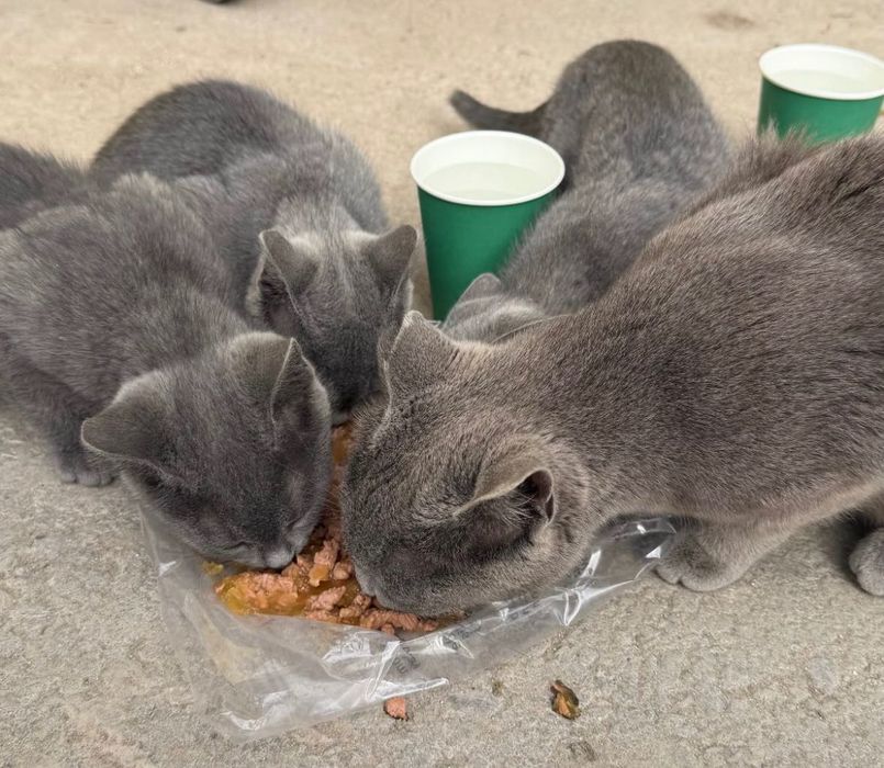 Отдам котенка в добрые руки