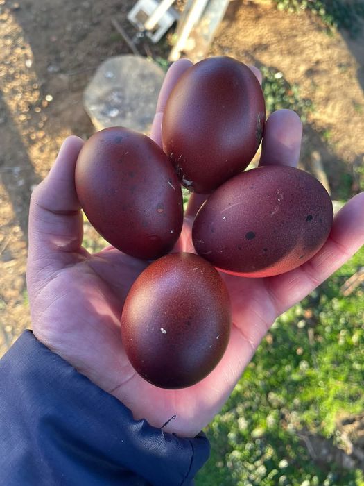 Разплодни яйца от Черен мед маран