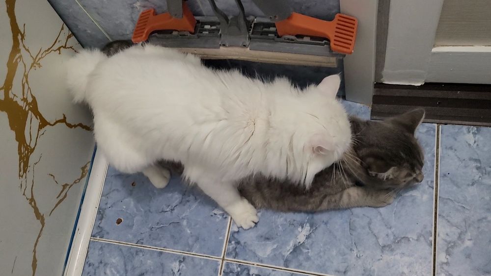 Вязка Кот Турецкого Ангора