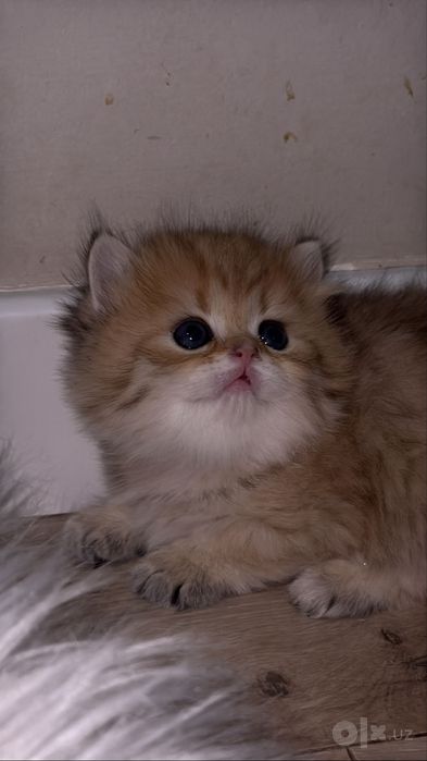 Британские  котятки!