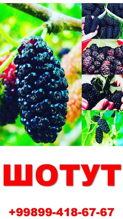 Мевали дарахт кўчатлари сотилади