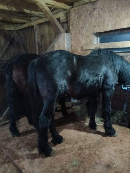 Vând doi armăsari cu vârsta de doi și trei ani fac la primavara in lun