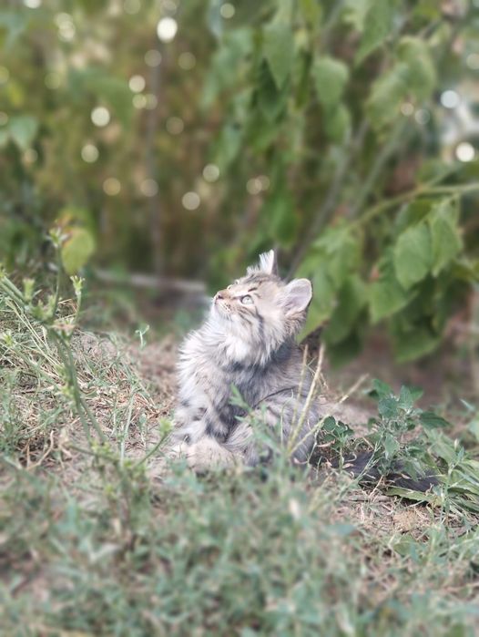 Котята бесплатно