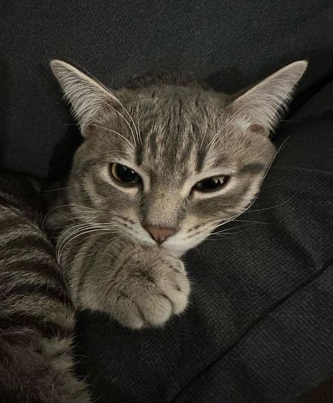 Британский кот, мальчик, 1 год, отдам в хорошие руки