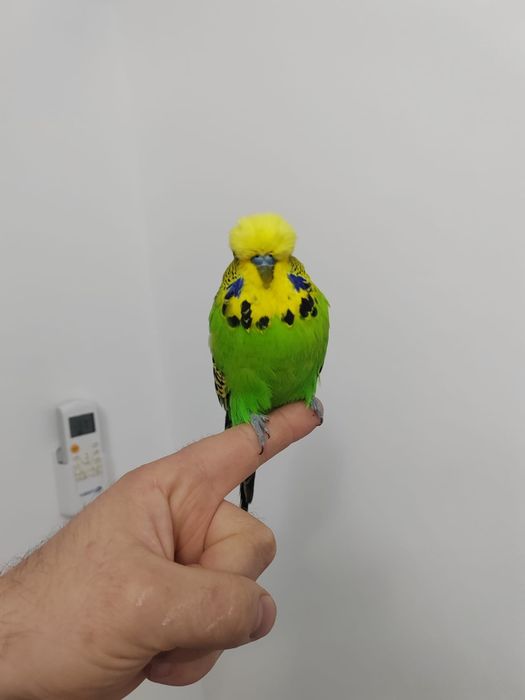 Peruși standard (pui, adulți)