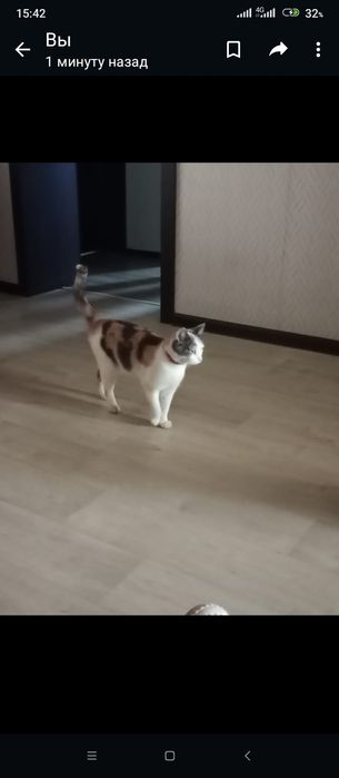 Отдам в добрые руки кошку