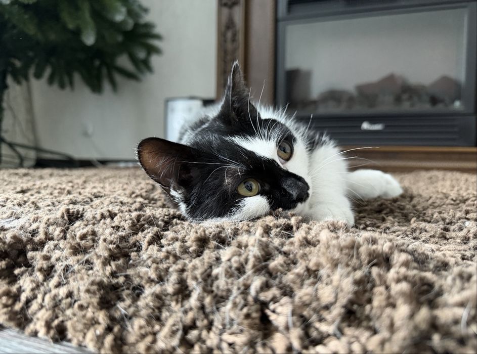 Дарю кошечку.