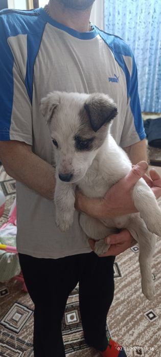 Отдам щенка алабая