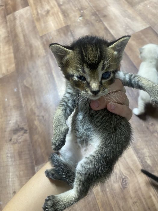Котята веслоухие