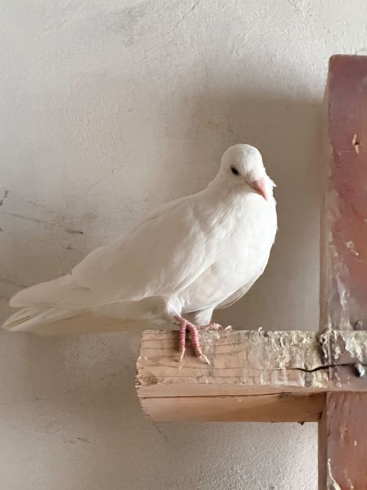 Голуби белые домашние