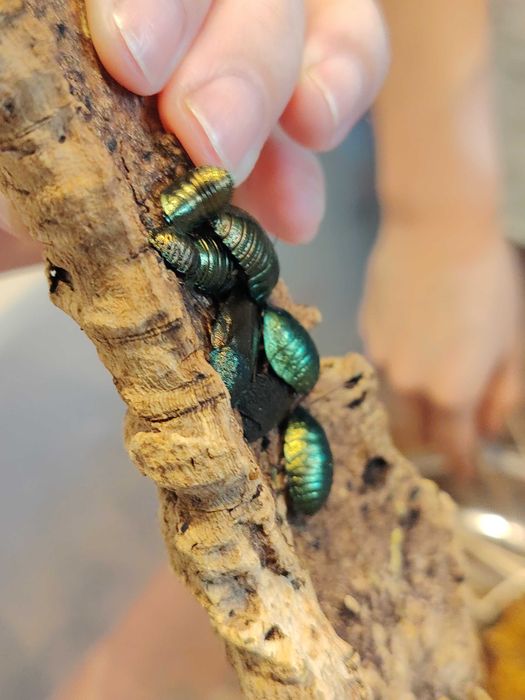 Pseudoglomeris magnifica