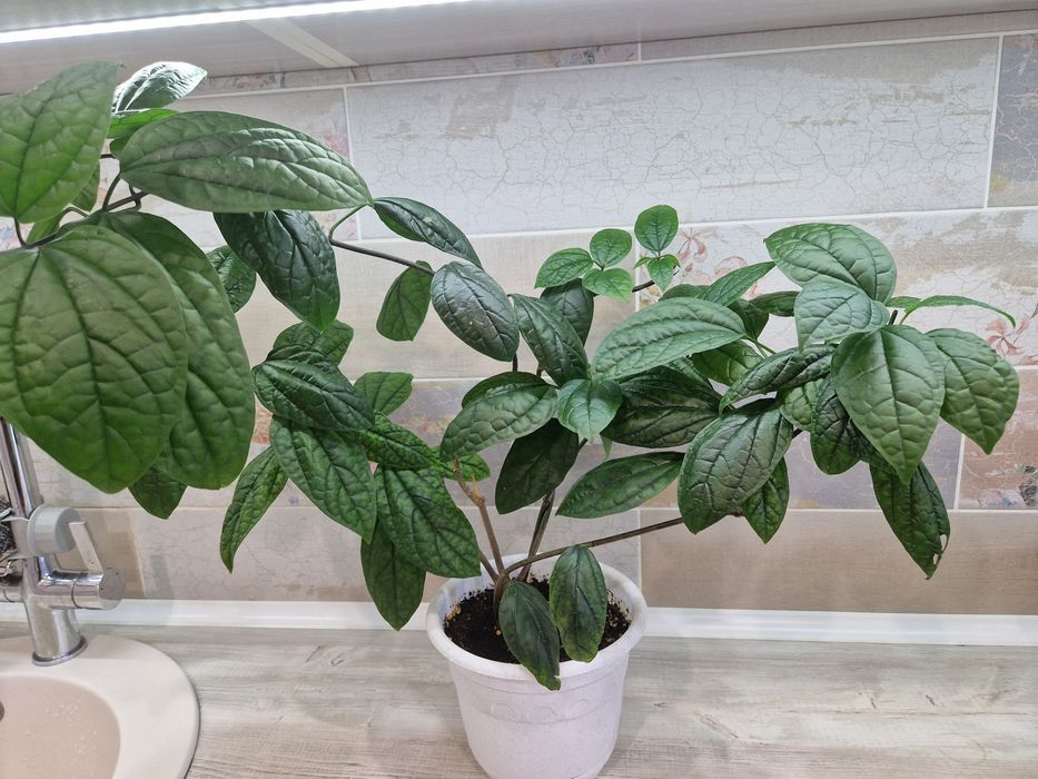 Продам цветы комнатные