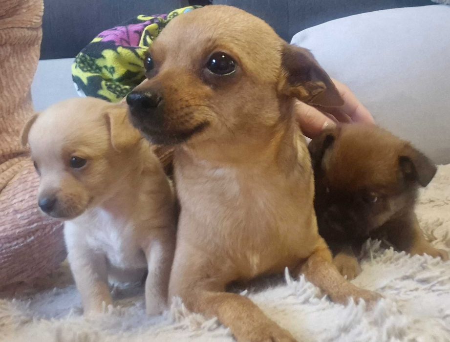 Мини пинчер момче и момиче