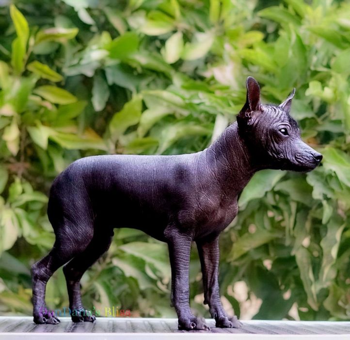 Xolo mini/xoloitzcuintli mini/mexican fara par cu pedigree - baietel