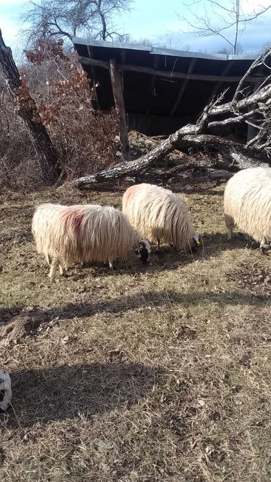 Vând oi 800 Târnova cs