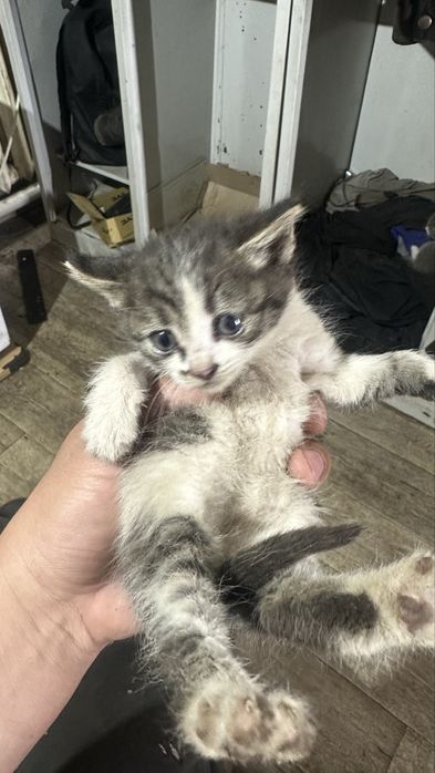 Котята бесплатно 2 месяца раздаю