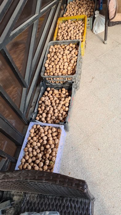 Продам орехи  грецкие