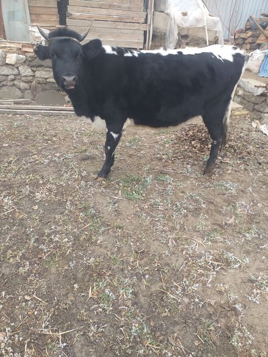 G’unojin bug’ôz