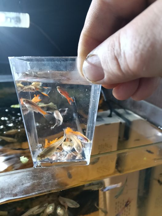 Pești Guppy Endler