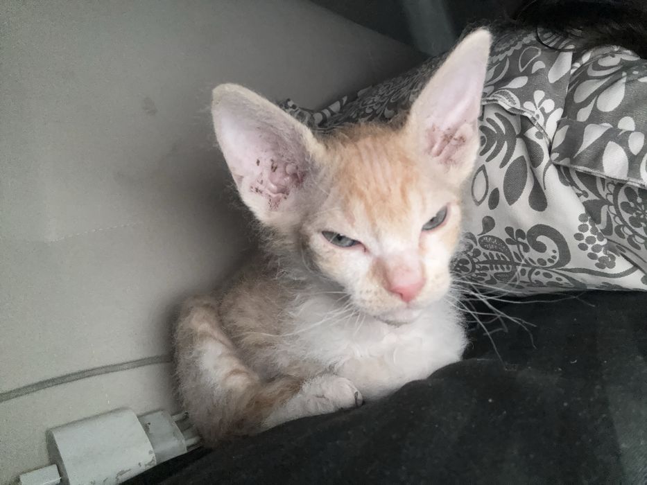 Отдам котенка в хорошие руки