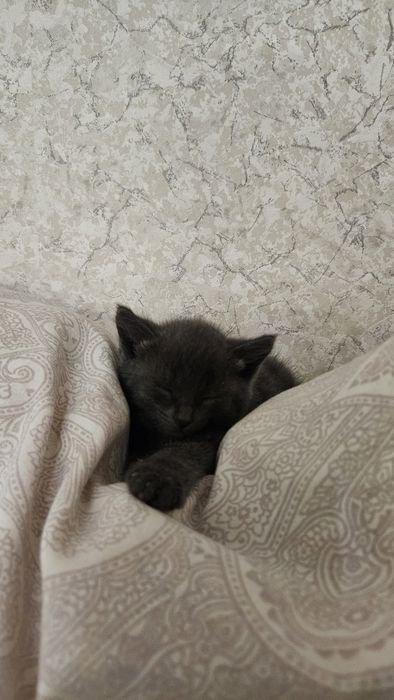 Котёнок девочка...