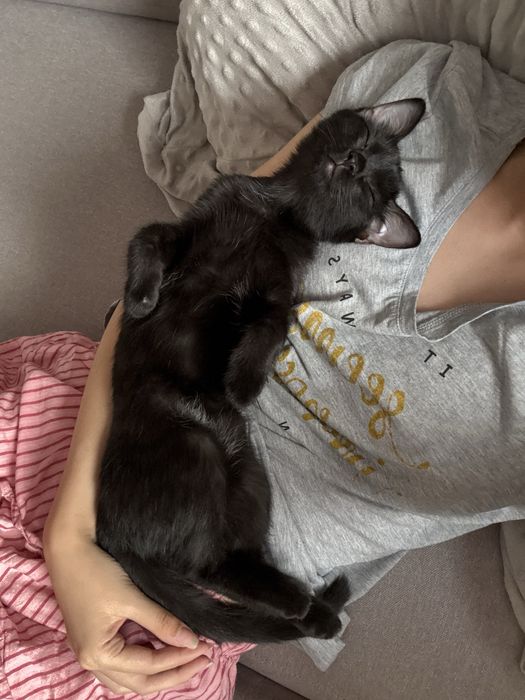 котенок ищет семью