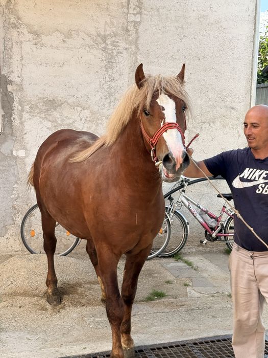 Vand carlan in varsta de un an jumatate