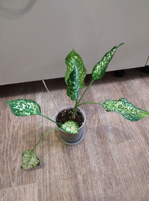 Комнатные растения