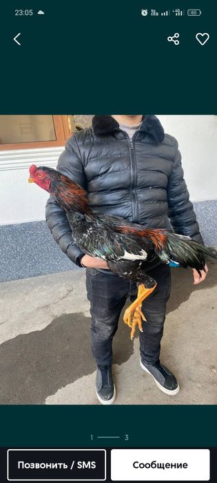 Дакан Внимание !!!