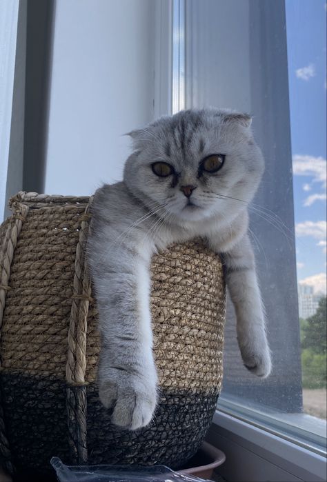Шотландская вислоухая кошка