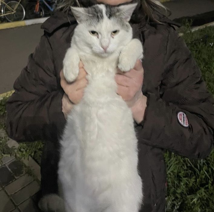 Отдам кошку в добрые руки