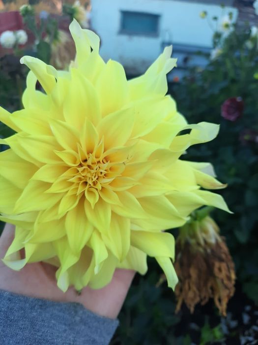 Продам семена цветов