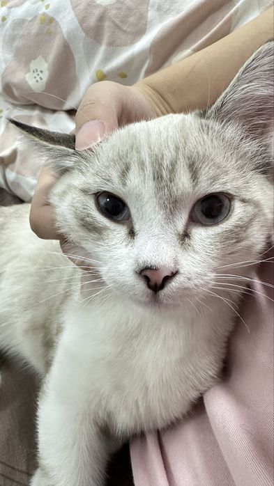 Белый сиамский кот