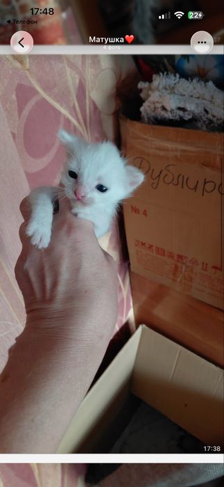 Отдам котят бесплатно