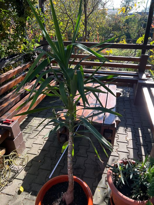 Yucca plantă decorativă