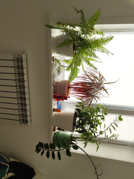 Продаю домашние цветы