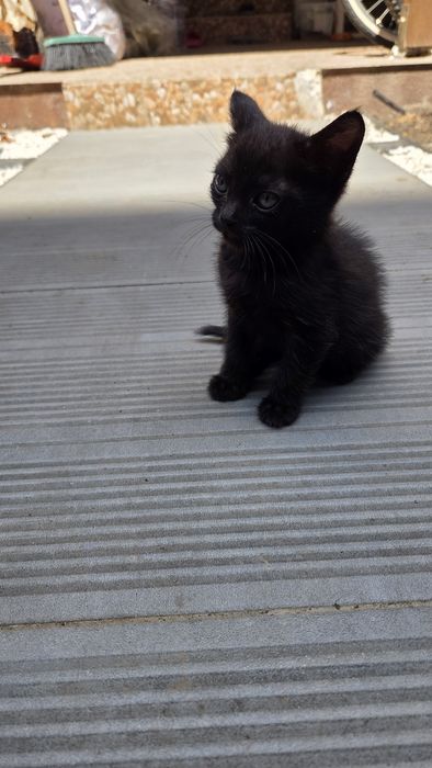 Pisicute spre adoptie in varsta de 5 saptamani