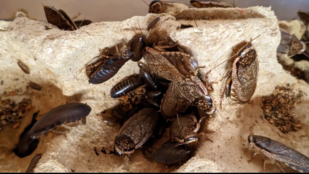 Мраморный таракан