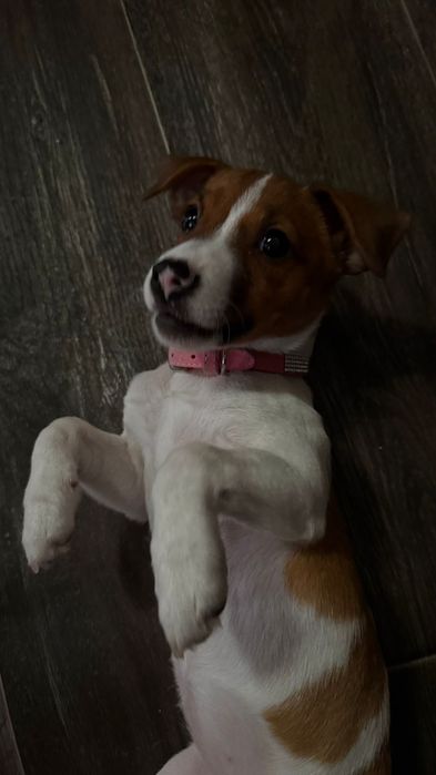 Продам щенка собаки Джек Рассел