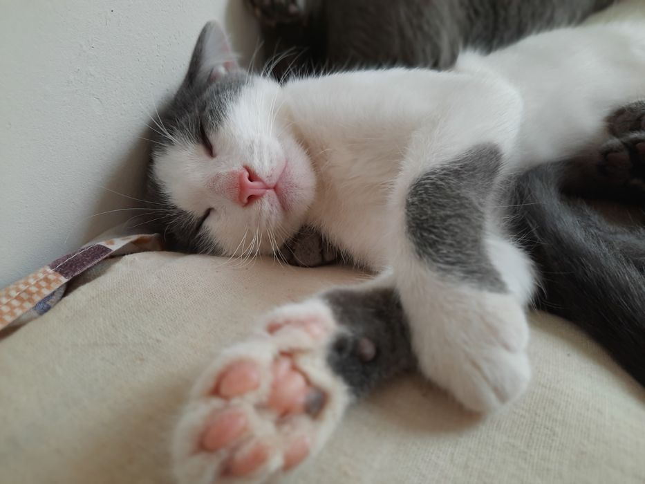 Котята 3 месяцаа