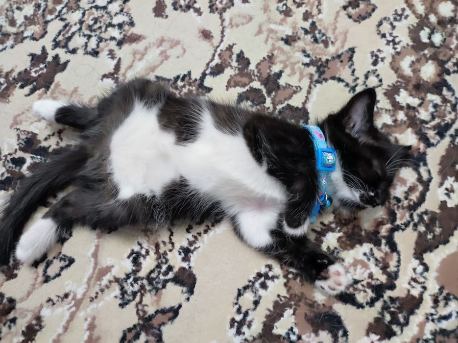 Котенок девочка. Умная, обучаемая, добрая, игривая!