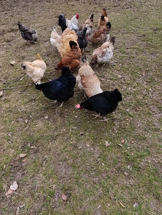 Ouă incubat găini de casă